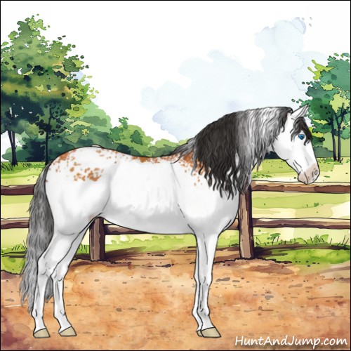 Horse Color:White Spotted Bay Splash