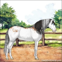Horse Color:White Spotted Bay Splash 