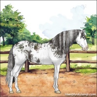 Horse Color:White Spotted Smoky Black Splash 
