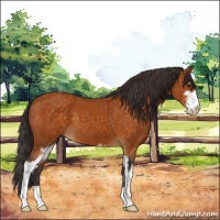 Horse Color:Buckskin Sabino 