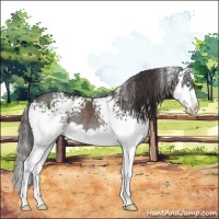 Horse Color:White Spotted Smoky Black Splash Rabicano 