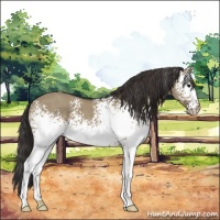 Horse Color:White Spotted Smoky Grullo 