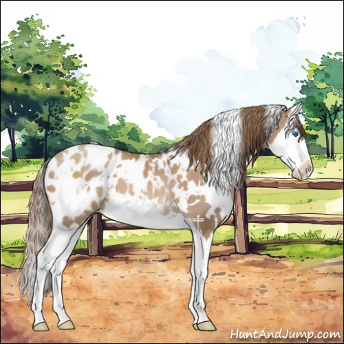 Horse Color:White Spotted Black Pearl Splash Appaloosa 