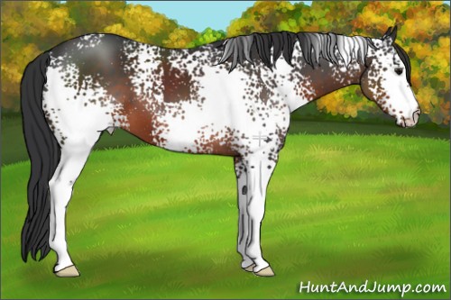 Horse Color:White Spotted Brown 