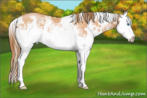 Horse Color:White Spotted Bay Pearl Splash 