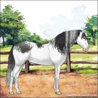 Horse Color:White Spotted Black Splash 