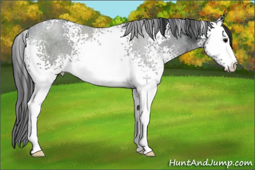 Horse Color:White Spotted Black 