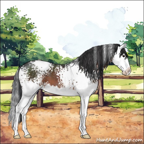 Horse Color:White Spotted Brown Splash