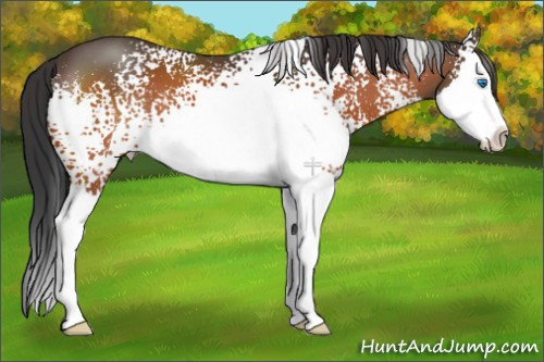 Horse Color:White Spotted Brown Splash 