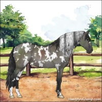 Horse Color:White Spotted Grullo Rabicano 