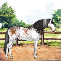 Horse Color:White Spotted Bay 