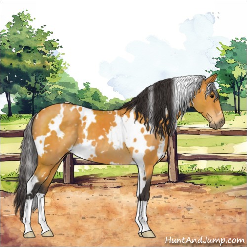 Horse Color:White Spotted Buckskin 