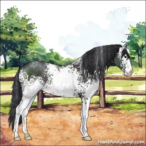 Horse Color:White Spotted Black 