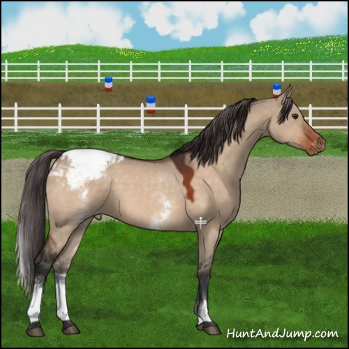 Horse Color:White Spotted Brown Dun Appaloosa 