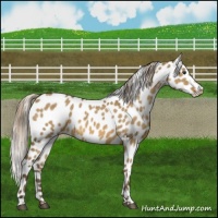 Horse Color:Chocolate Palomino Dun Leopard 
