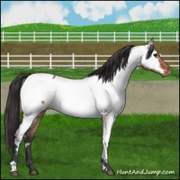 Horse Color:Bay Dun Near Fewspot 