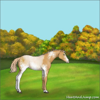 Horse Color:White Spotted Palomino 