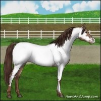 Horse Color:Liver Red Dun Appaloosa 