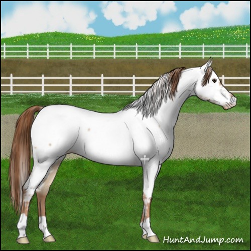 Horse Color:Red Dun Fewspot 