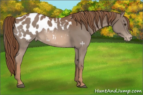Horse Color:Chestnut Appaloosa 