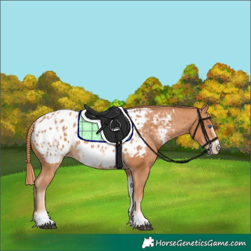 Horse Color:White Spotted Chestnut Frame Appaloosa