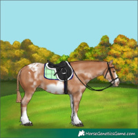 Horse Color:White Spotted Chestnut Frame Appaloosa