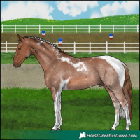 Horse Color:Chestnut Tobiano 