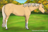 Horse Color:Palomino 