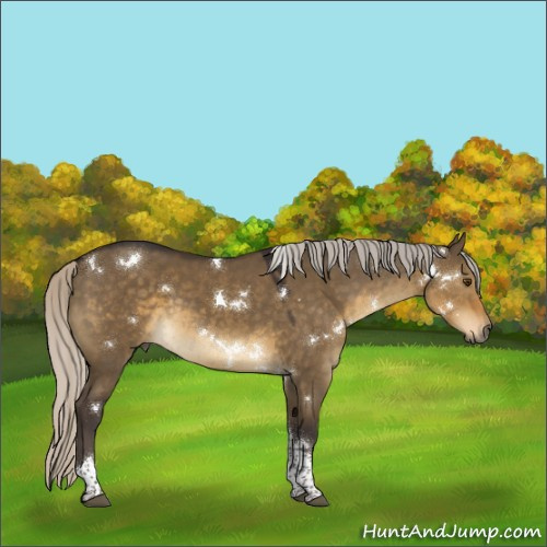 Horse Color:White Spotted Silver Smoky Grullo Tobiano 