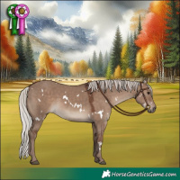 Horse Color:White Spotted Silver Grullo 