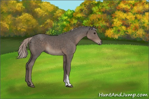 Horse Color:Silver Black Tobiano Rabicano 