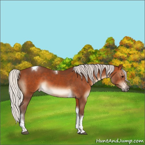 Horse Color:Silver Brown Tobiano 