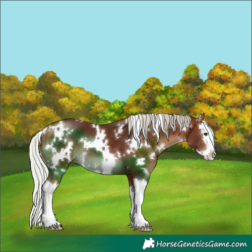 Horse Color:White Spotted Silver Bay Splash 