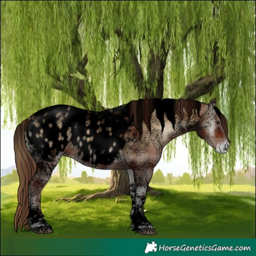 Horse Color:Void Plaid  Red Onyx Ice Tobiano Appaloosa 