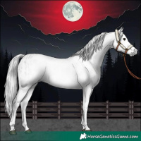 Horse Color:Gray White Spotted Black  and Gray White Spotted Grullo 