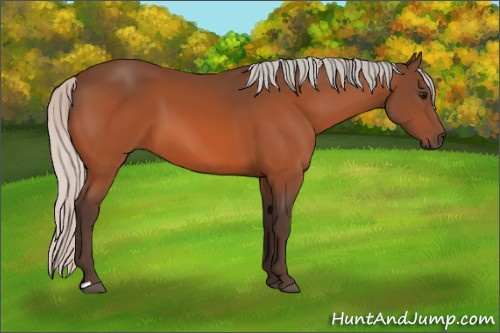 Horse Color:Silver Bay