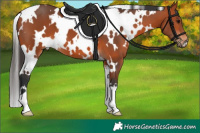 Horse Color:White Spotted Bay 