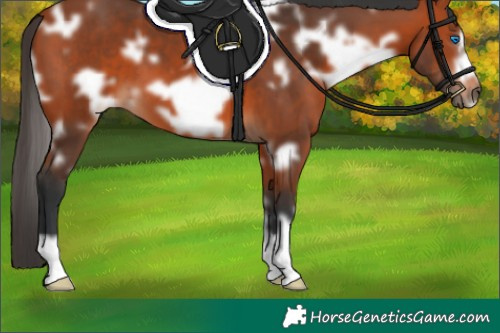 Horse Color:White Spotted Bay Frame 