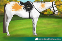 Horse Color:White Spotted Buckskin 