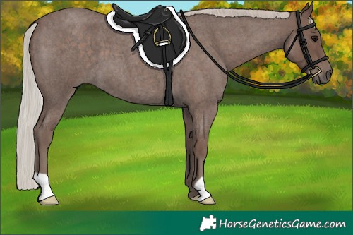 Horse Color:Silver Blue Roan 