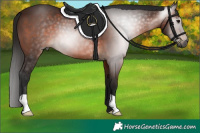 Horse Color:Gray Bay 