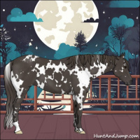 Horse Color:White Spotted Smoky Black 
