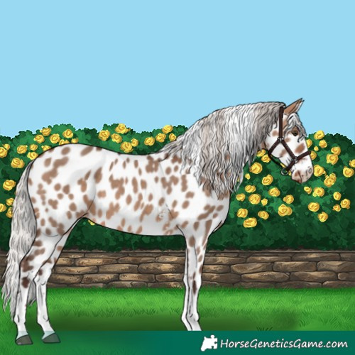 Horse Color:Silver Brown Dun Sabino Appaloosa 