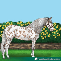 Horse Color:Silver Brown Dun Sabino Appaloosa 