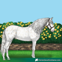 Horse Color:Silver Buckskin Roan Pearl Sabino Appaloosa 