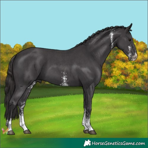 Horse Color:Smoky Black Sabino 