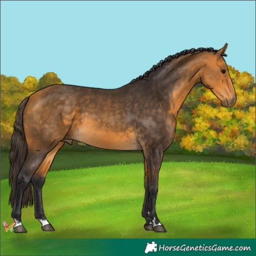 Horse Color:Buckskin 