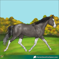 Horse Color:Smoky Grullo Splash 