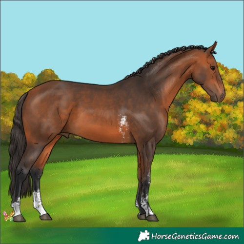 Horse Color:Bay Sabino 