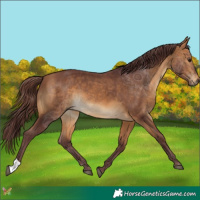 Horse Color:Chocolate Buckskin 